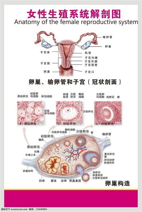 女人性器官|女性生殖系统解剖图（建议收藏）